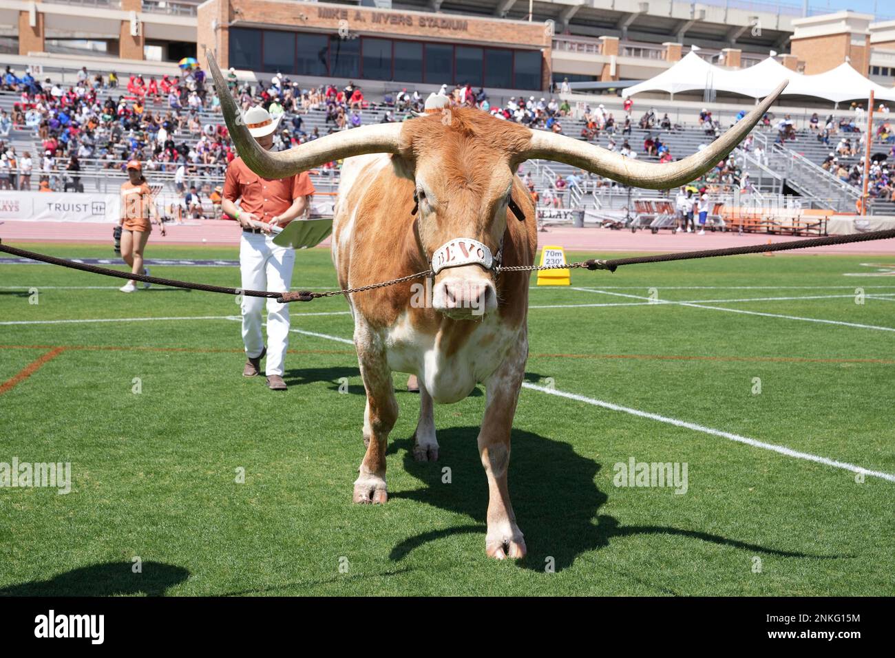 Texas Longhorns mascot Bevo XV during the 94th Clyde Littlefield Texas ...