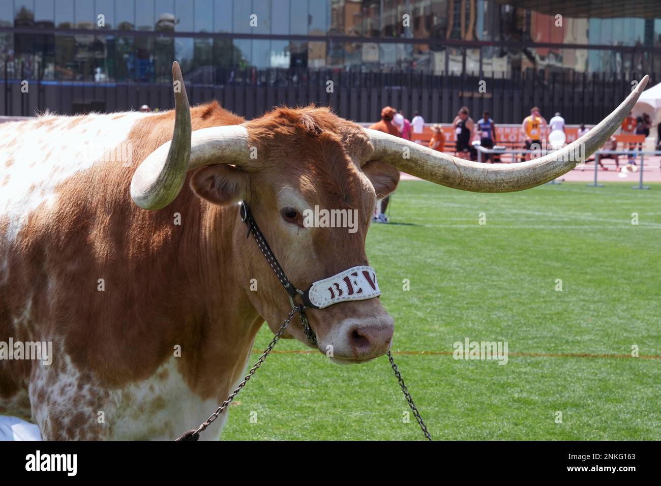 Texas Longhorns mascot Bevo XV during the 94th Clyde Littlefield Texas ...