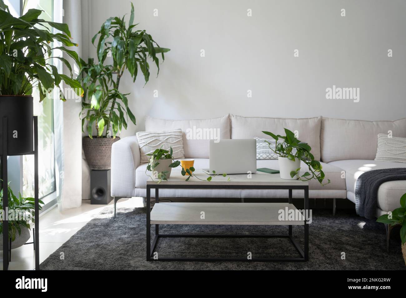 Modern living room with furniture and potted plants Stock Photo - Alamy