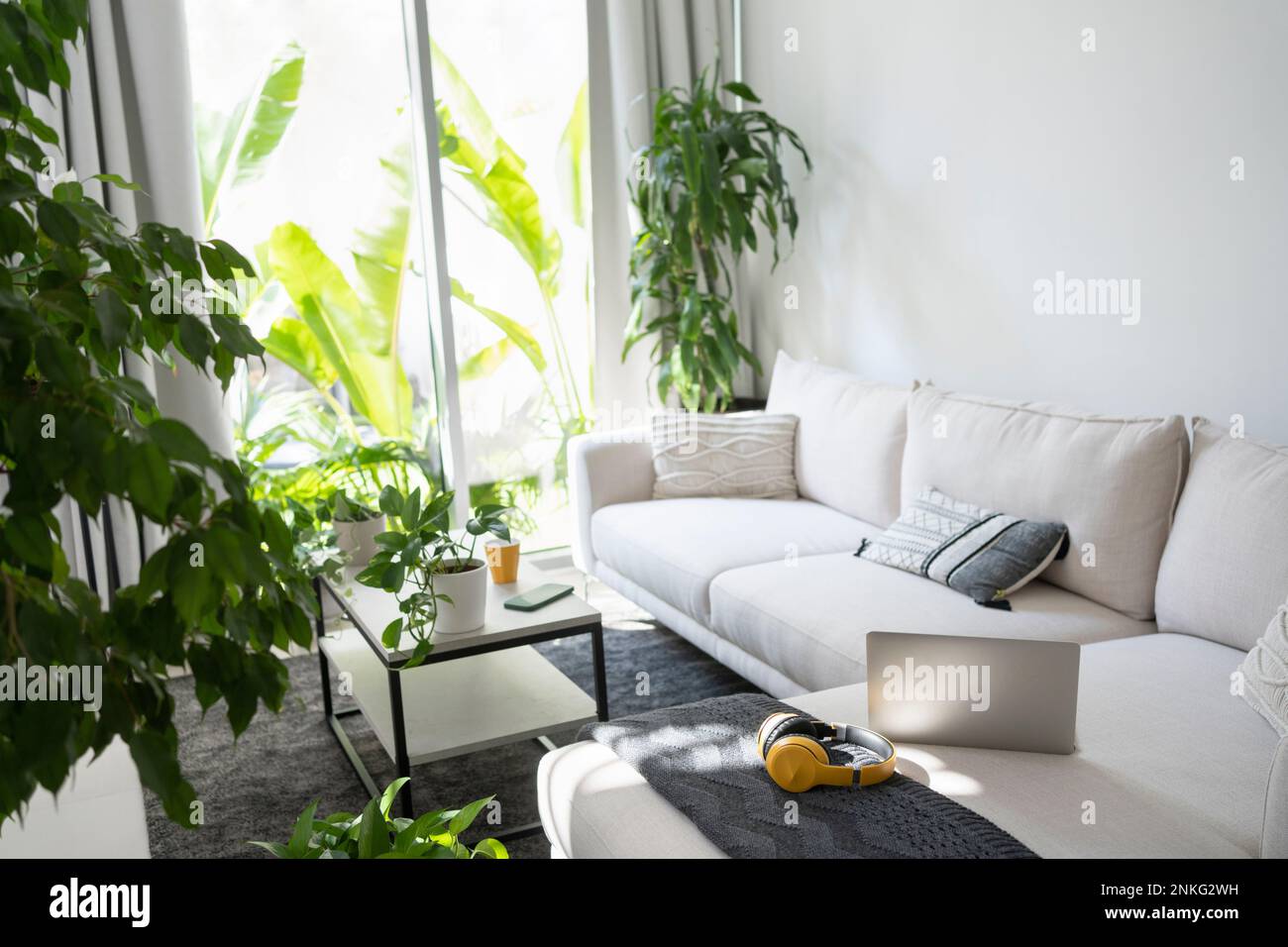 Modern living room plants and furniture Stock Photo - Alamy