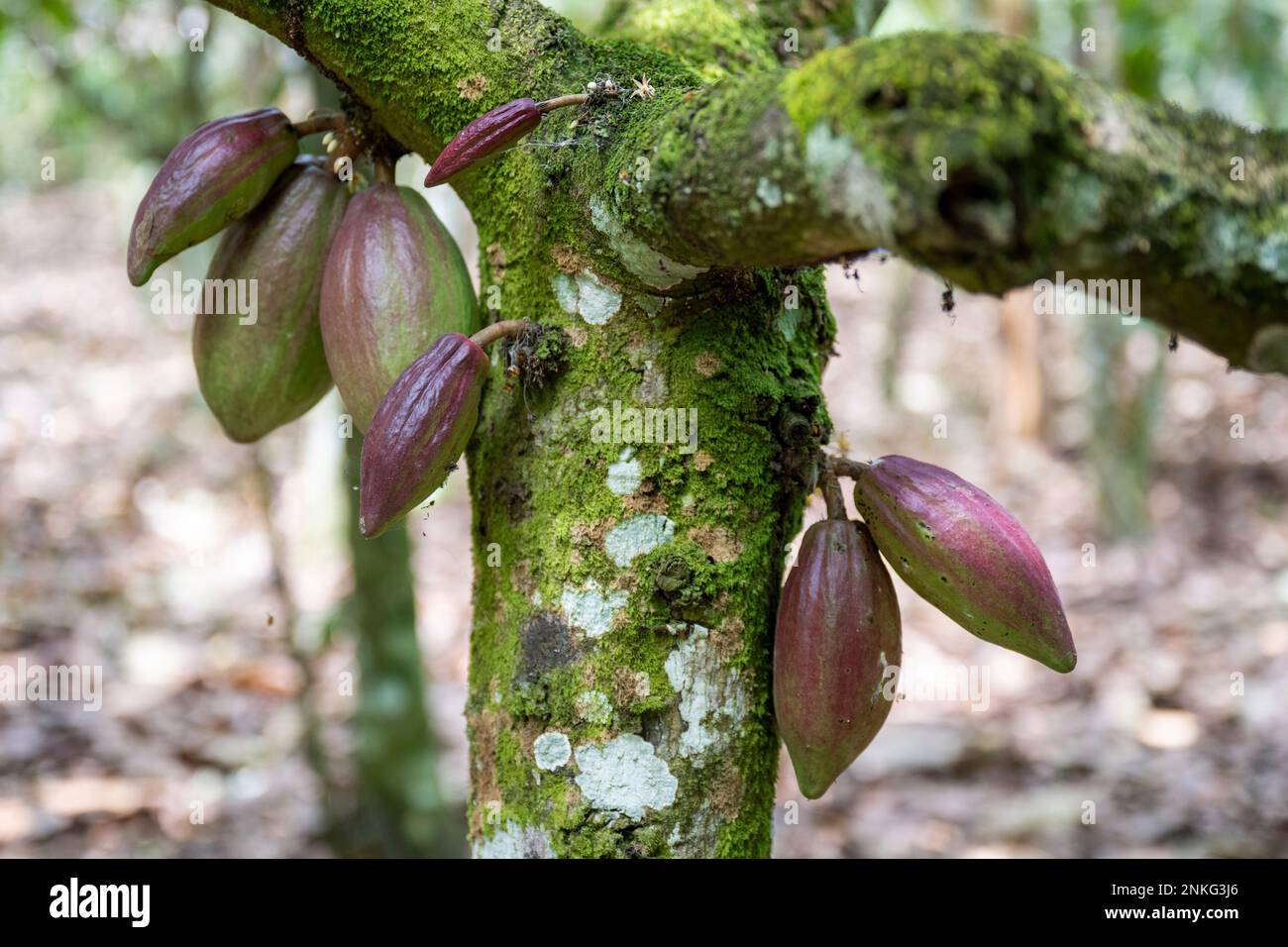 Agboville, Ivory Coast. 23rd Feb, 2023. Cocoa pods hang from a tree on a cocoa plantation. Federal Minister of Labor Heil and Federal Minister for Economic Cooperation and Development Schulze visit Ghana and the Ivory Coast. Credit: Christophe Gateau/dpa/Alamy Live News Stock Photo