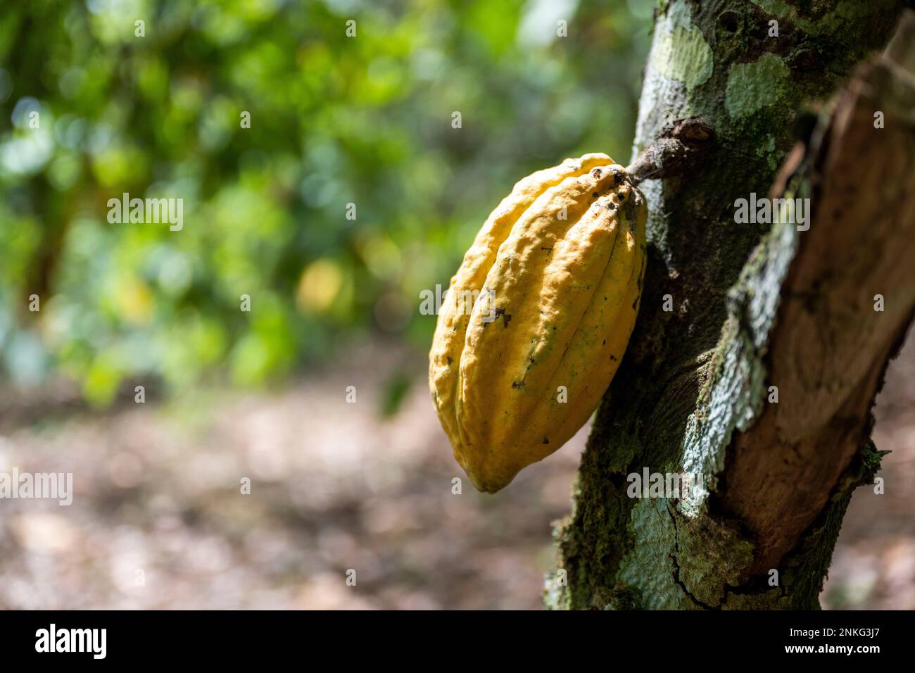 Agboville, Ivory Coast. 23rd Feb, 2023. A cocoa pod ready for harvest hangs from a tree on a cocoa plantation. Federal Minister of Labor Heil and Federal Minister for Economic Cooperation and Development Schulze visit Ghana and the Ivory Coast. Credit: Christophe Gateau/dpa/Alamy Live News Stock Photo