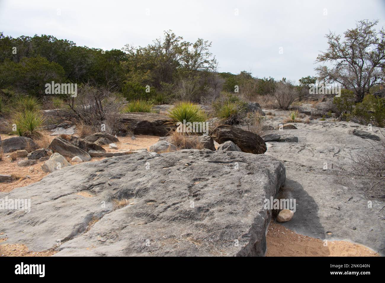 Dasylirion Leiophyllum Green Sotol plants thrive in the limestone and