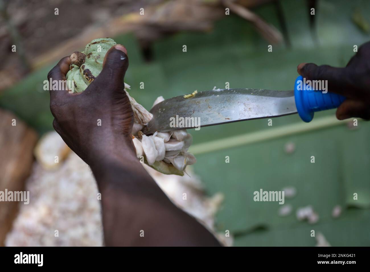 Agboville, Ivory Coast. 23rd Feb, 2023. A farmer separates cocoa beans from a cocoa pod on a cocoa plantation. Federal Minister of Labor Heil and Federal Minister for Economic Cooperation and Development Schulze visit Ghana and Côte d'Ivoire. Credit: Christophe Gateau/dpa/Alamy Live News Stock Photo