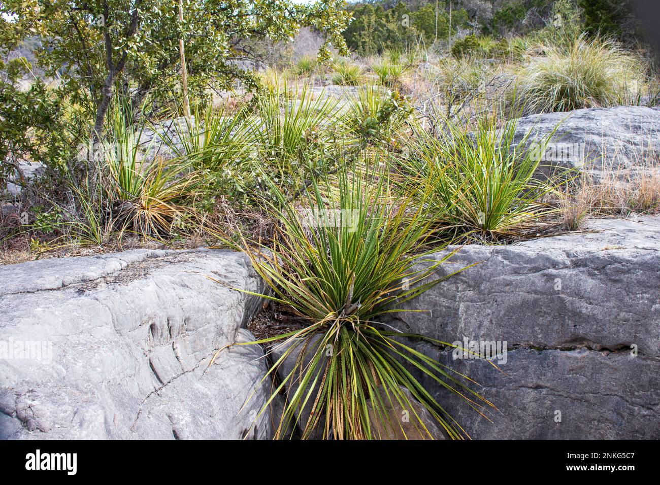 Closeups of a group of Dasylirion Leiophyllum, Green Sotol, plants