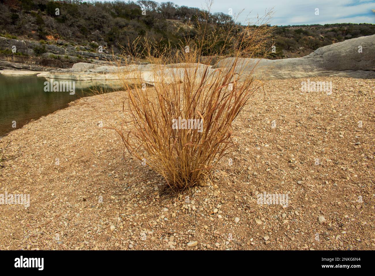 A Little Bluestem, Schizachyrium, sprouts from the gravel shale riverbed in Pedernales Falls State Park as part of the Texas Hill Country Stock Photo