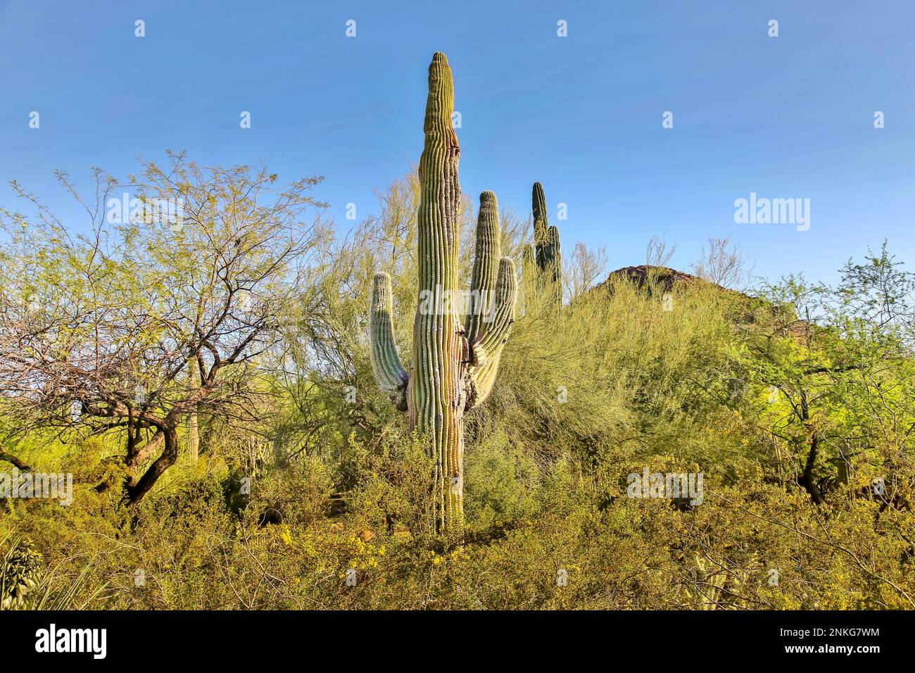 Saguaro Cactus in Papago Park, Phoenix, Arizona, USA Stock Photo