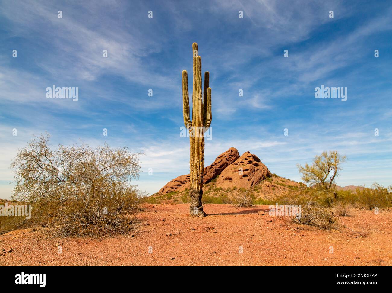 Saguaro Cactus in Papago Park, Phoenix, Arizona, USA Stock Photo Alamy