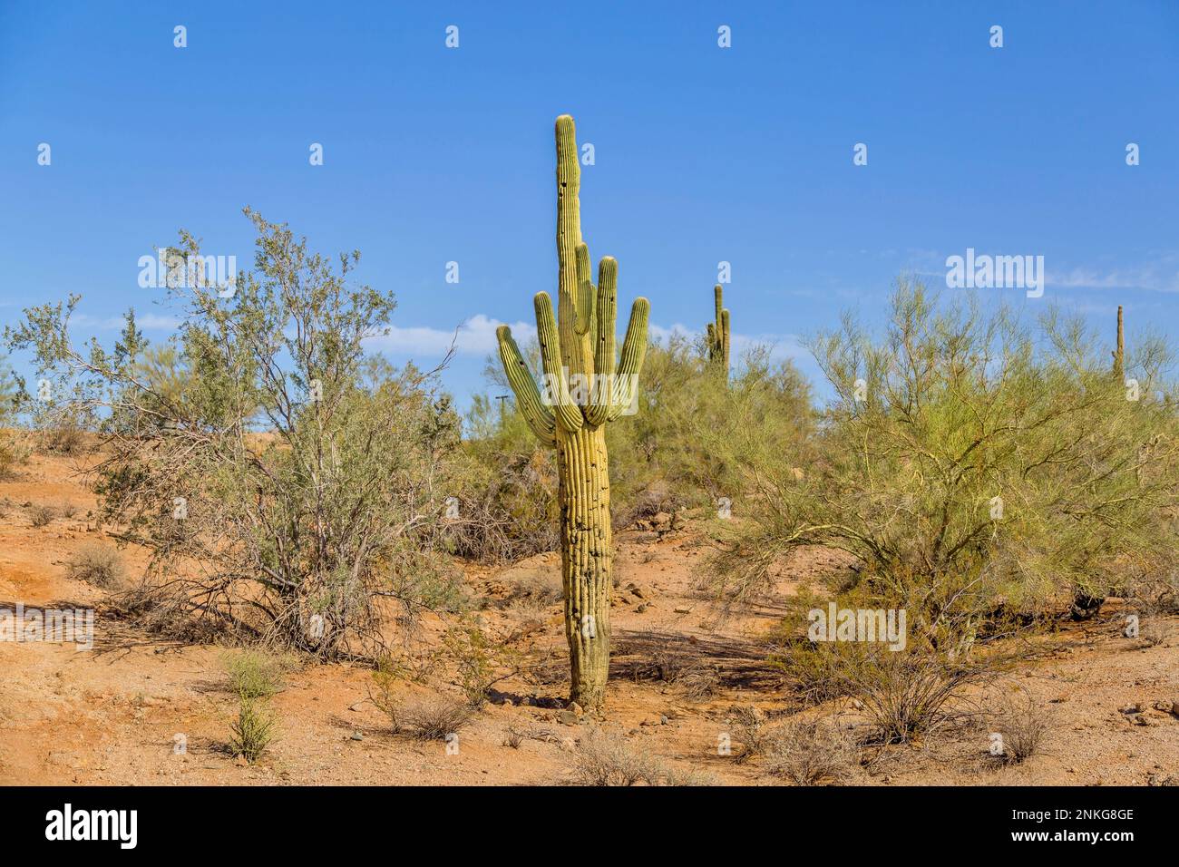 Saguaro Cactus in Papago Park, Phoenix, Arizona, USA Stock Photo