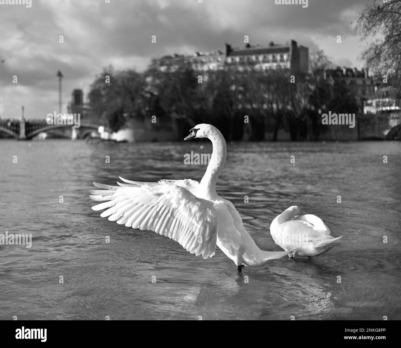 Seine in paris near Black and White Stock Photos & Images - Alamy