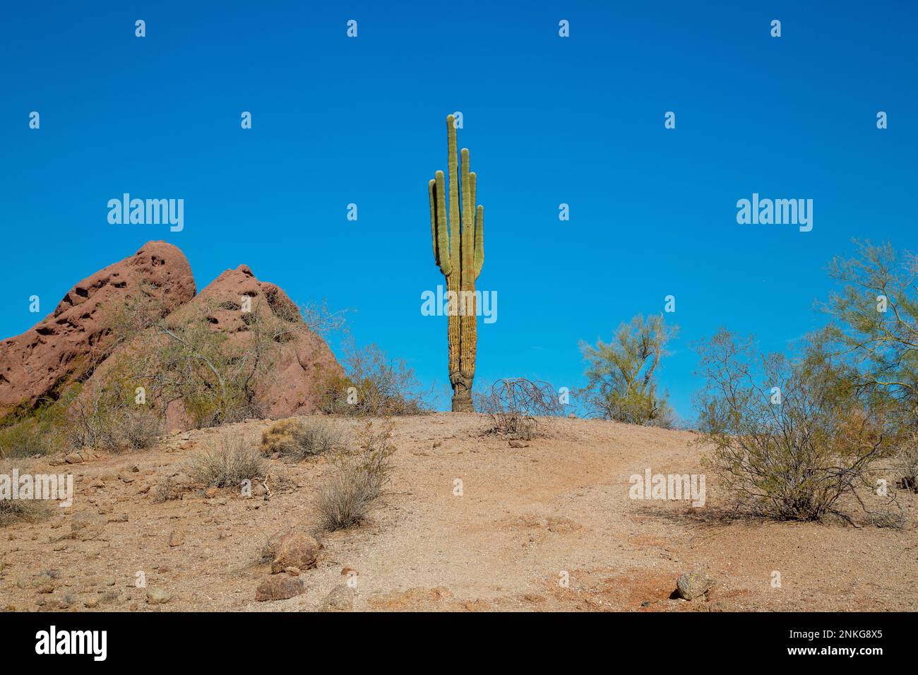 Saguaro Cactus in Papago Park, Phoenix, Arizona, USA Stock Photo