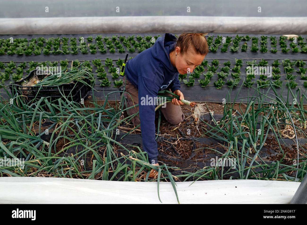 Aardema harvests spring onions at BroadFork Farms in Moseley, Va