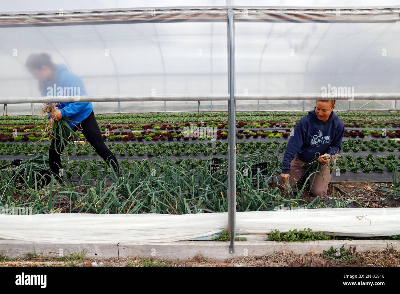 Aardema harvests spring onions at BroadFork Farms in Moseley, Va