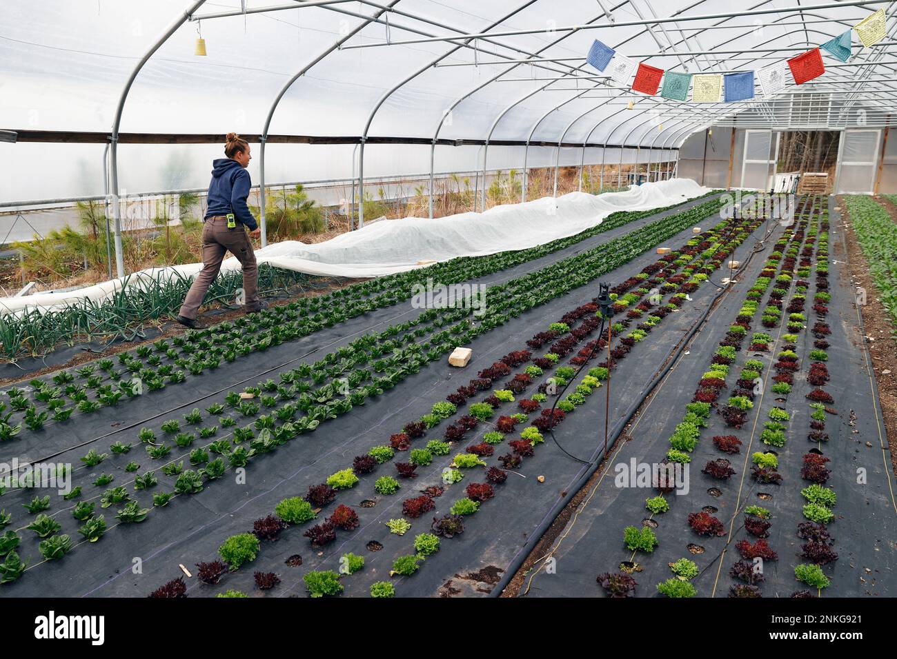 Aardema uncovers a row of spring onions to harvest at BroadFork
