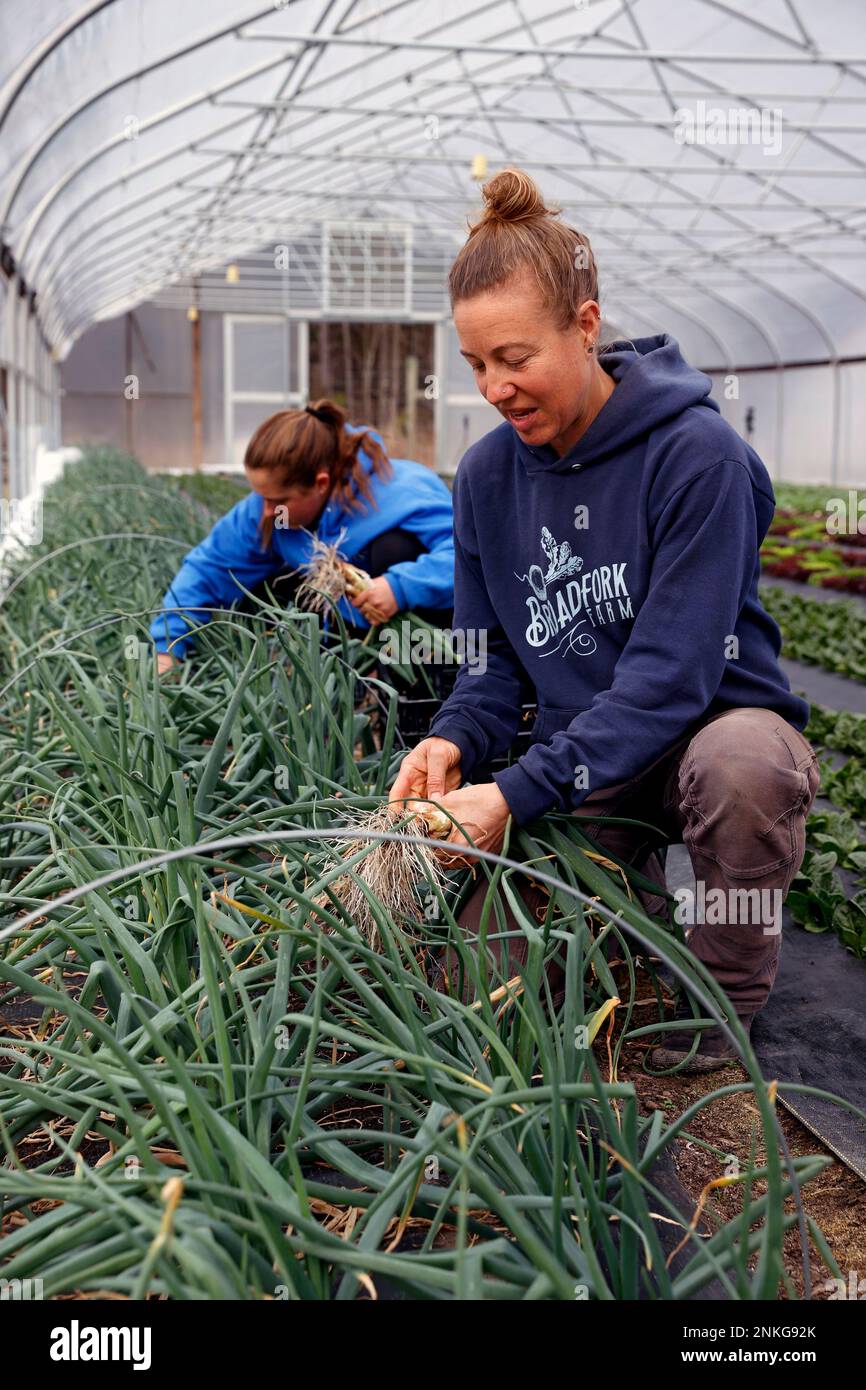 Aardema harvests spring onions at BroadFork Farms in Moseley, Va