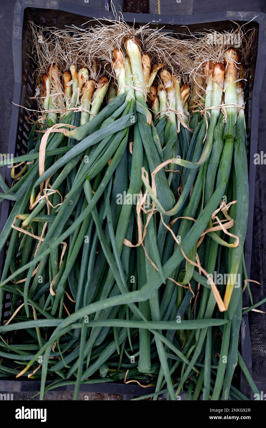 Aardema harvests spring onions at BroadFork Farms in Moseley, Va
