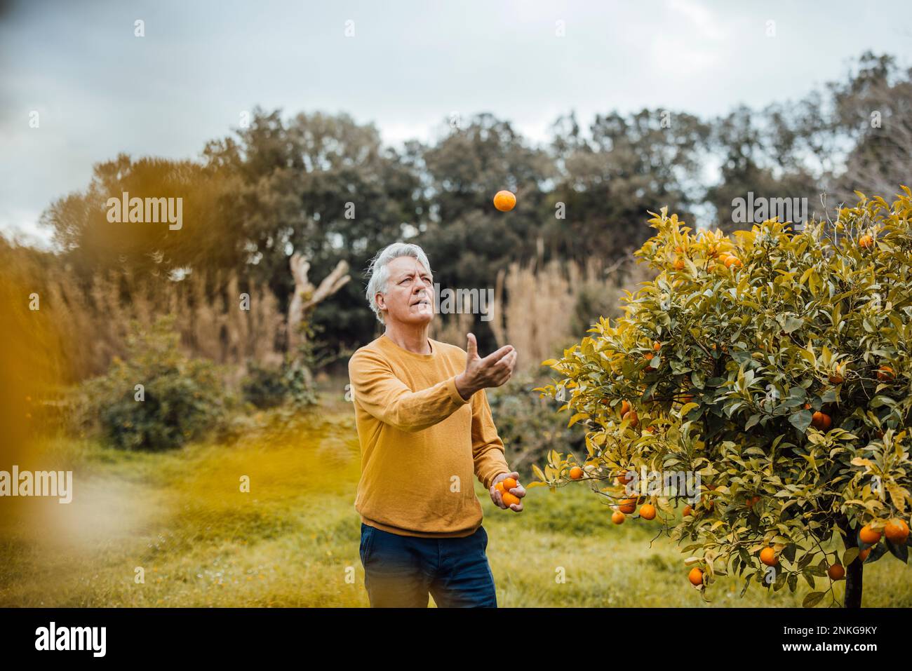 Senior man jugging oranges standing in back yard Stock Photo