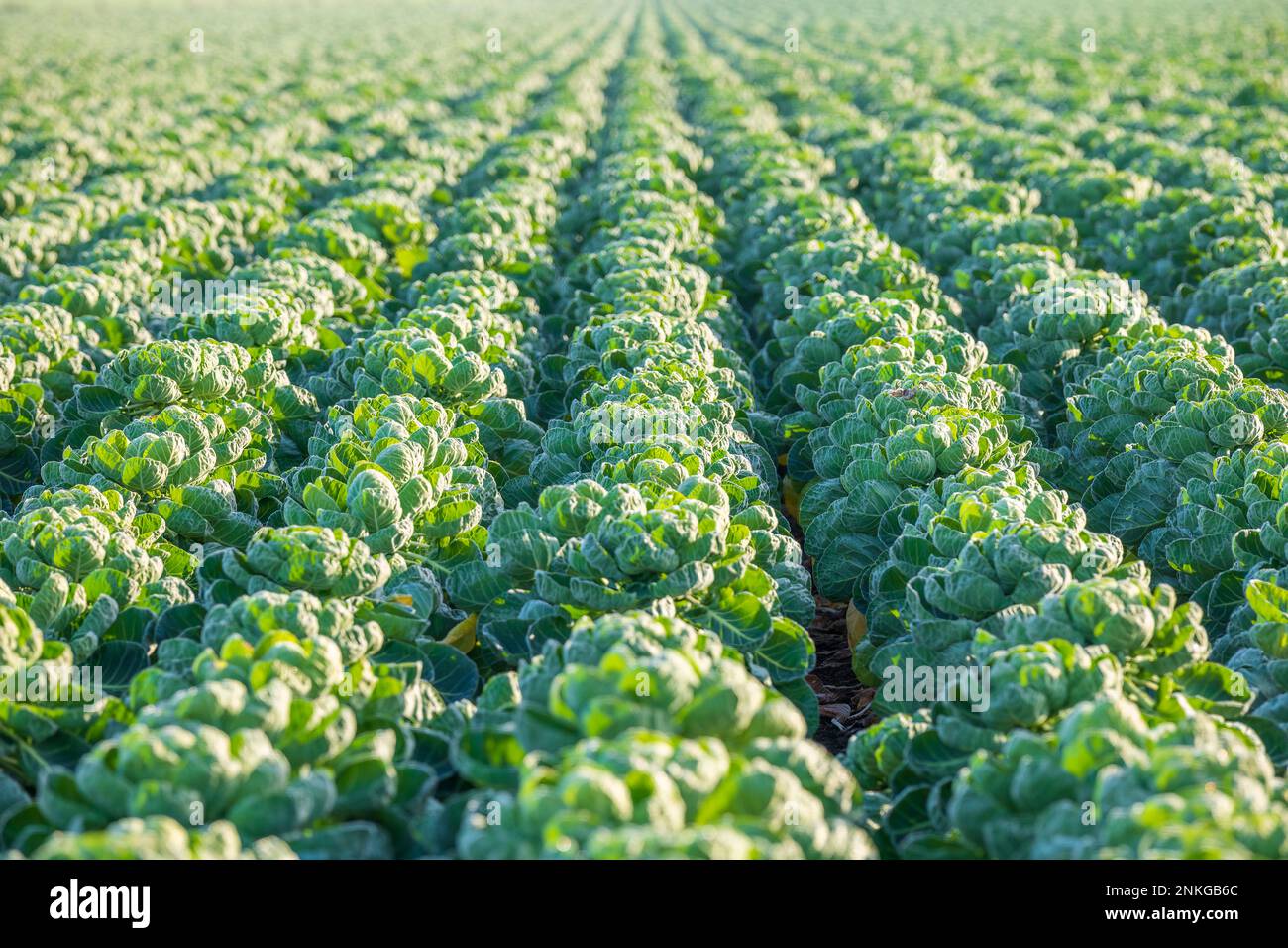 Rows of Brussels Sprout in field Stock Photo Alamy