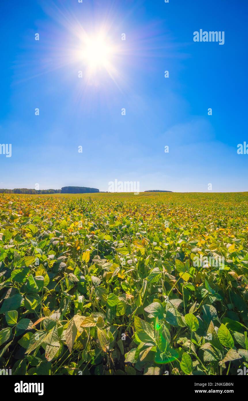 Field of soybean in front of blue sky on sunny day Stock Photo - Alamy