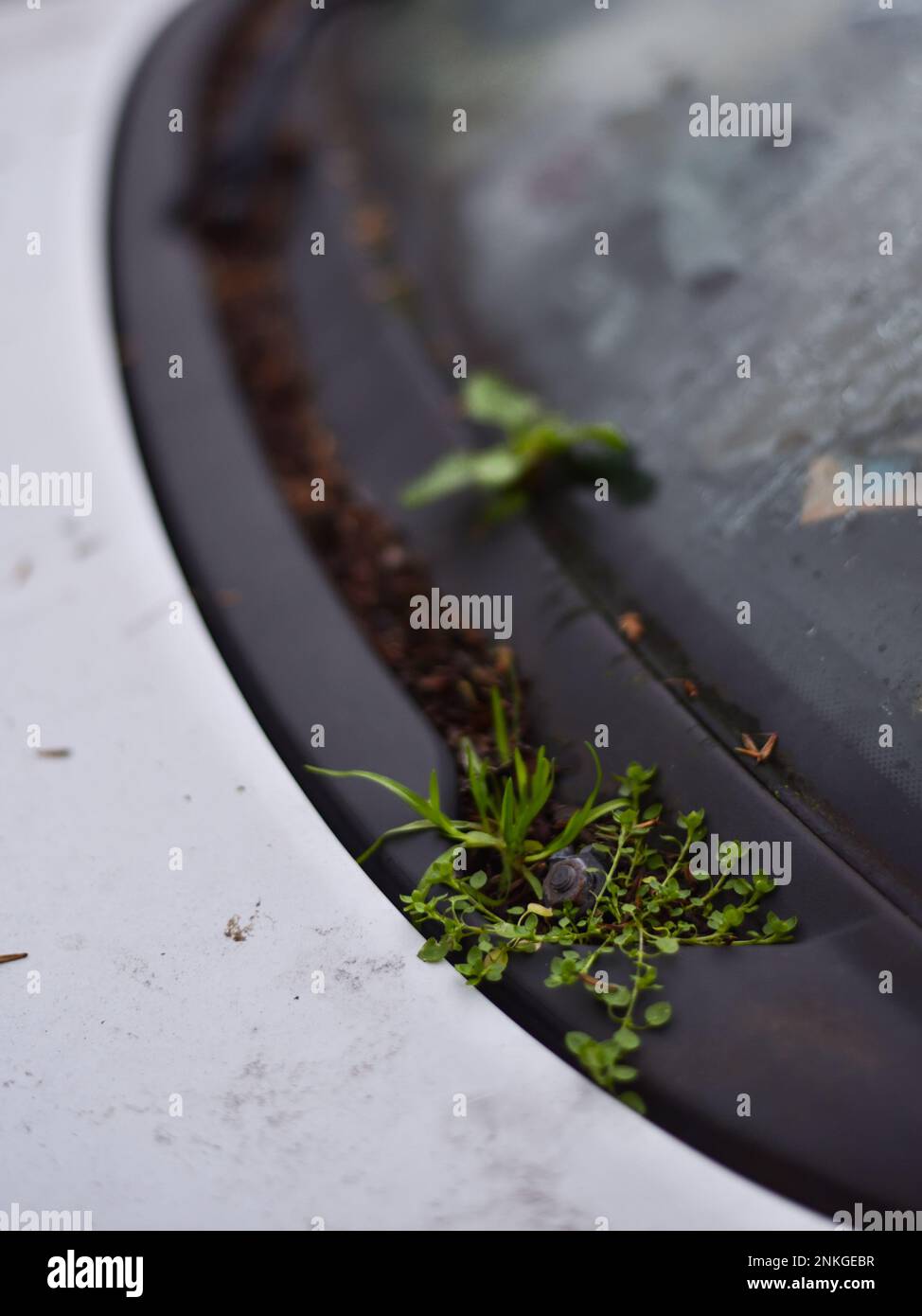 Plants Growing on Broken Car in Paris, France Stock Photo - Alamy