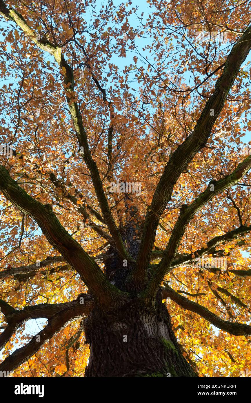 Canopy of autumn oak tree Stock Photo Alamy