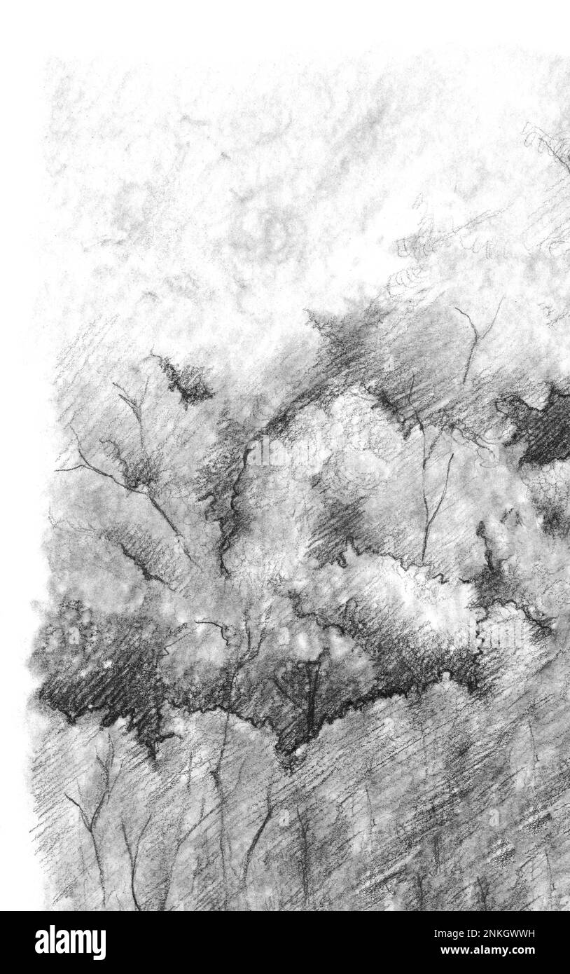 Fritz Köhler (1887-1971) Forest Road With Pine IN Nature Pencil Drawing |  eBay-saigonsouth.com.vn
