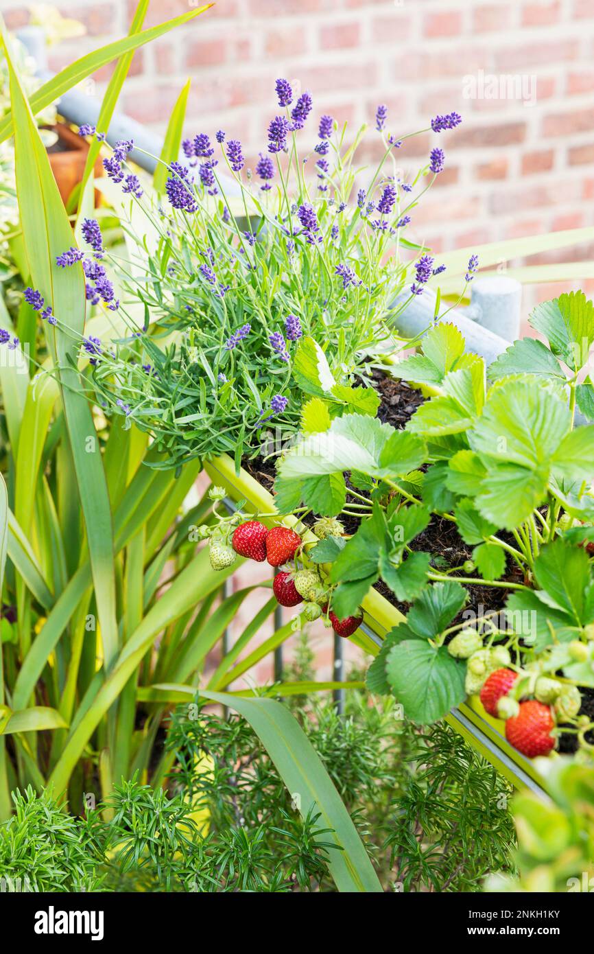 Strawberries and lavender cultivated in balcony herb garden Stock Photo