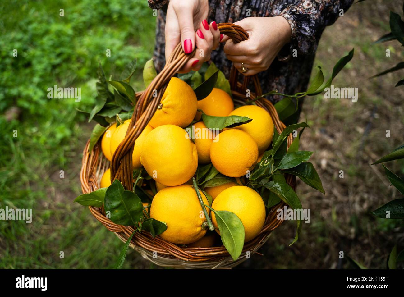Hands of woman holding orange fruit's basket Stock Photo
