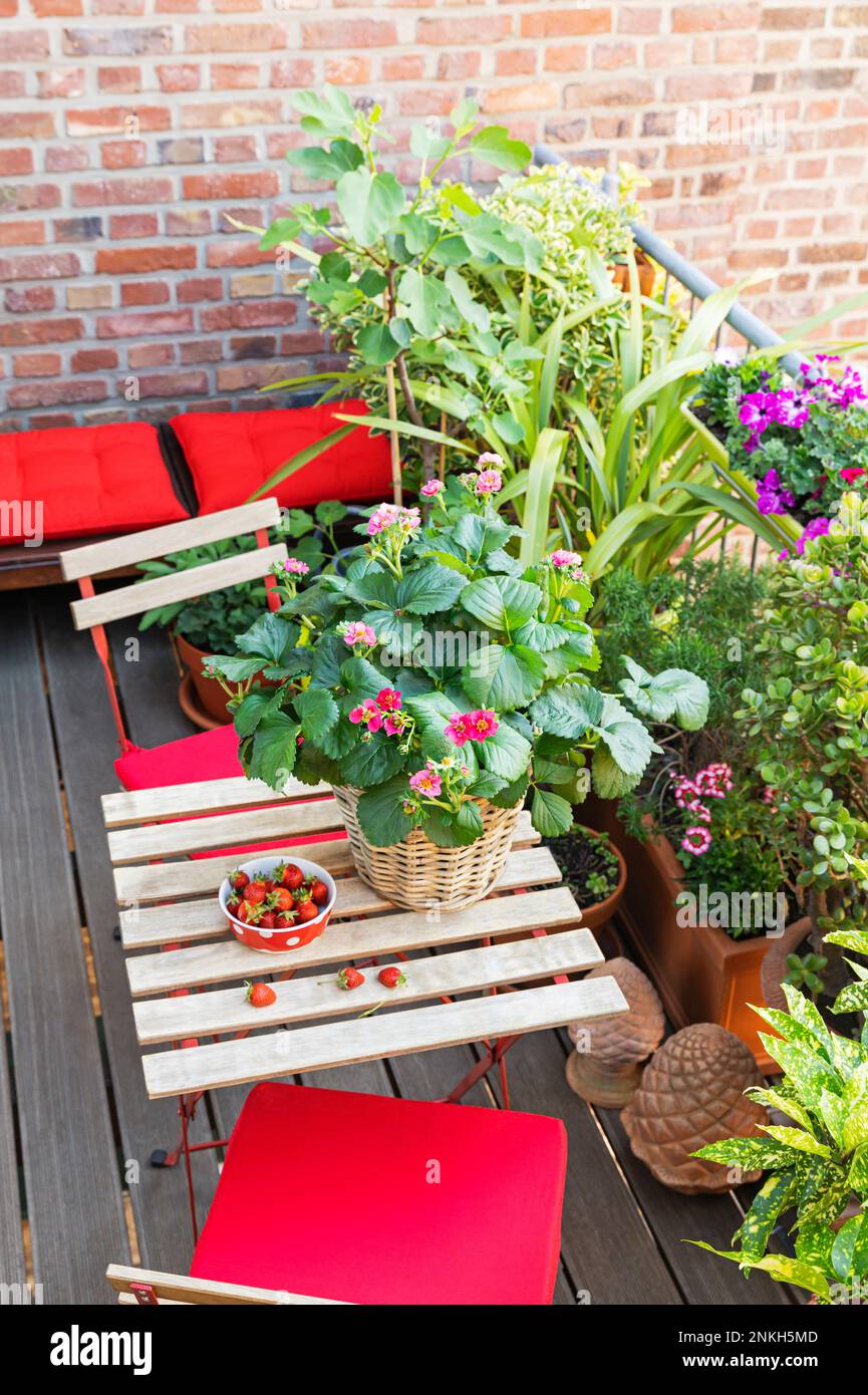 Plants cultivated in balcony garden Stock Photo