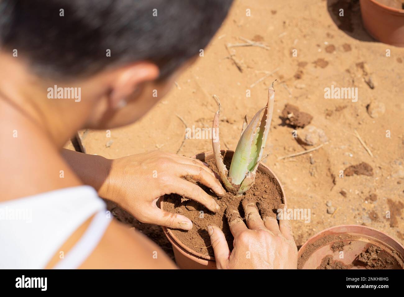 Woman planting aloe vera in pot Stock Photo