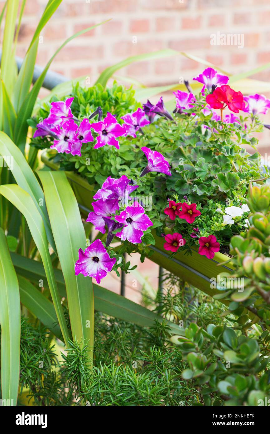 Pink petunias cultivated in balcony garden Stock Photo