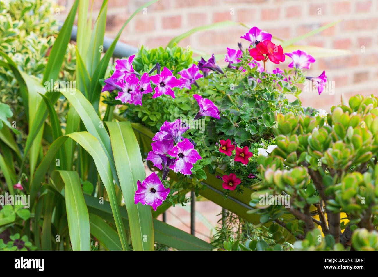 Pink petunias cultivated in balcony garden Stock Photo