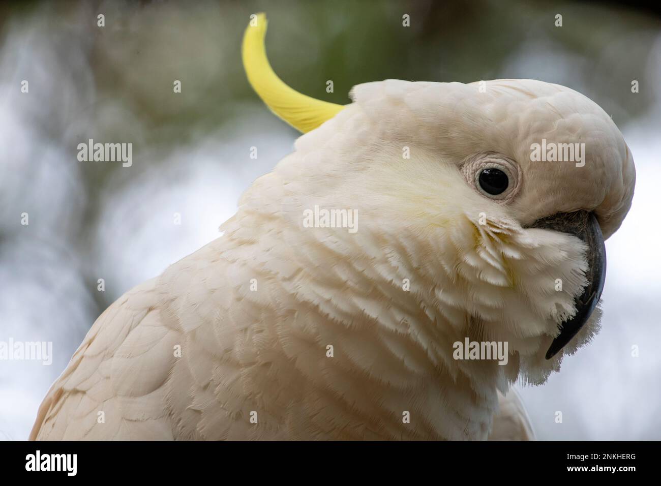 yellow crested cockatoo portrait, turning to the right, close-up. Gembrook, Victoria, Australia Stock Photo