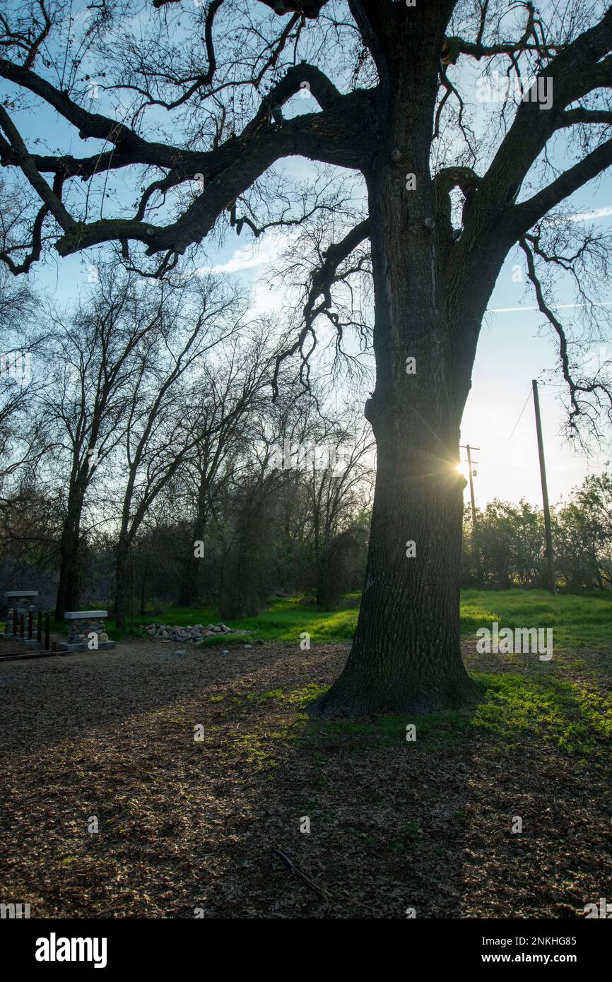 Kaweah Oaks Preserve is a good place for wildlife photography near