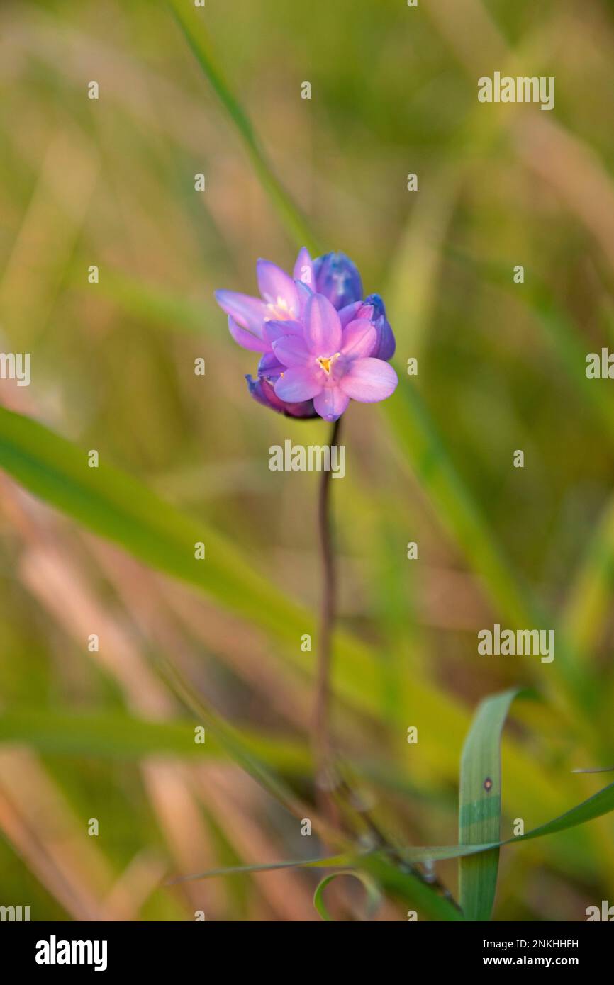 Rocky Hill is a well known place to watch the sunset in Tulare County
