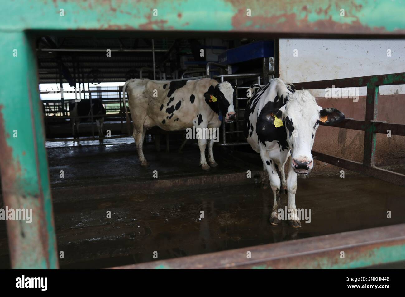 Two dairy cows, of the Friesian cattle breed, leave the milking area at ...
