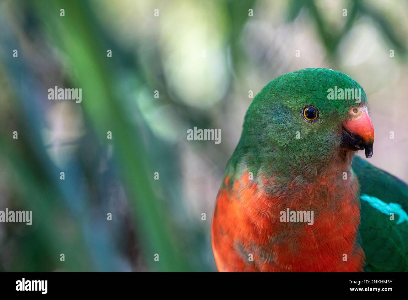 King parrot looking towards the right, with water drop on beak, close up, with copy space. Stock Photo