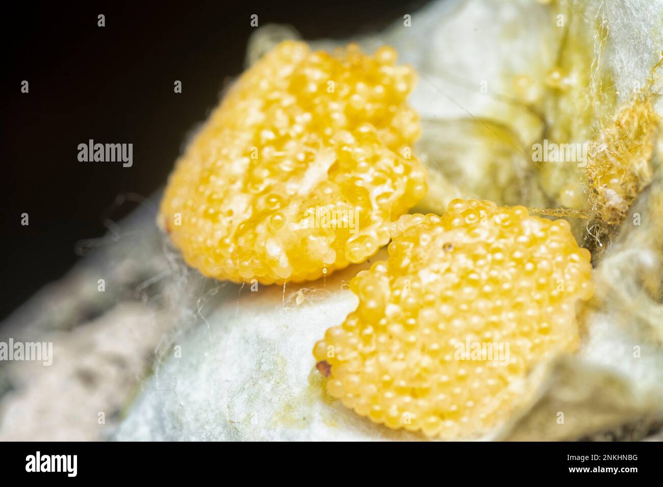 unhatched tiny spider eggs on the silk sac web. Stock Photo