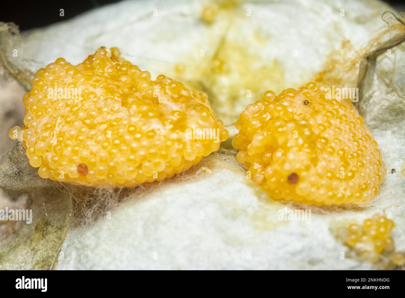 unhatched tiny spider eggs on the silk sac web. Stock Photo