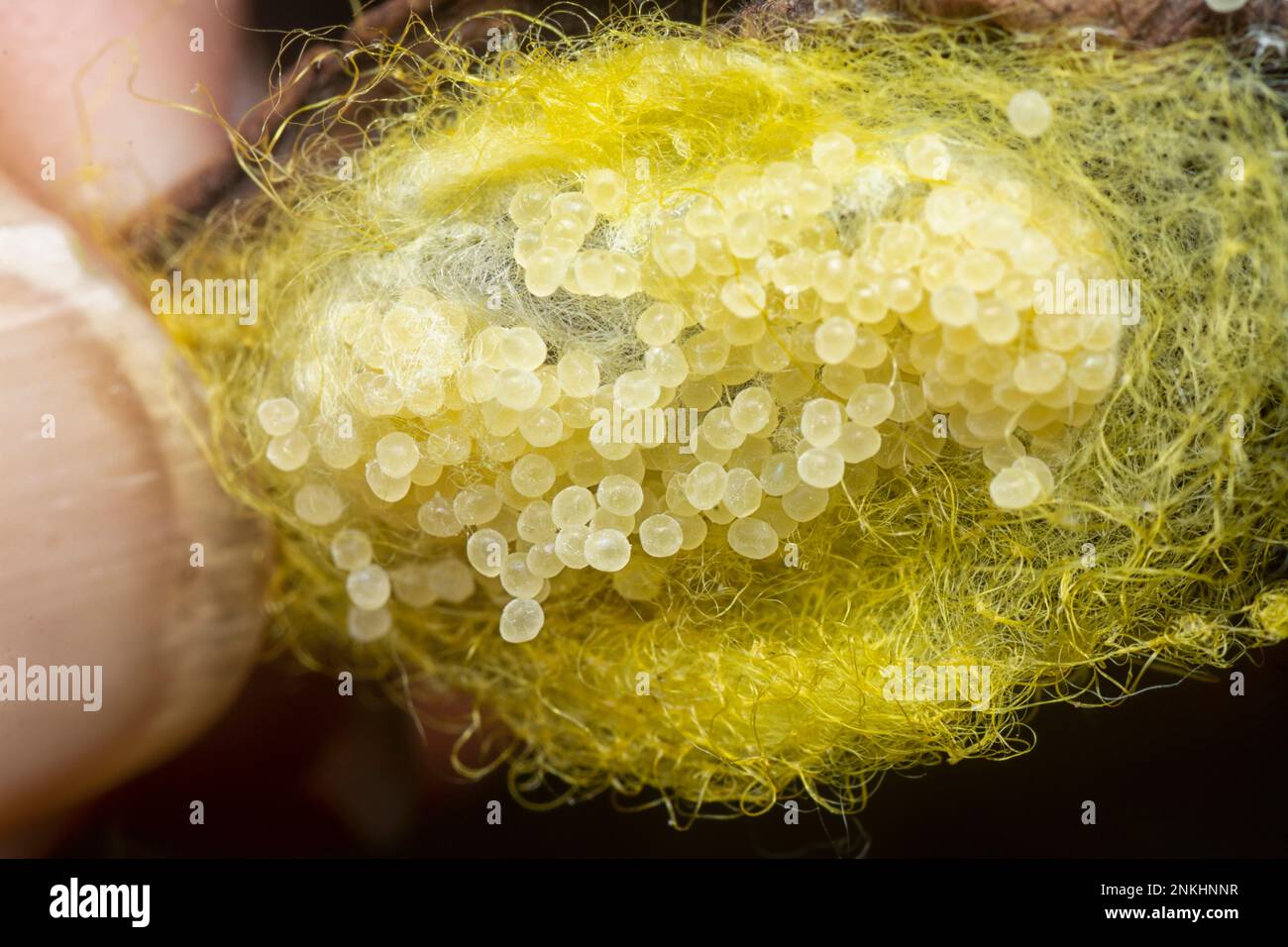 unhatched tiny spider eggs on the silk sac web Stock Photo - Alamy