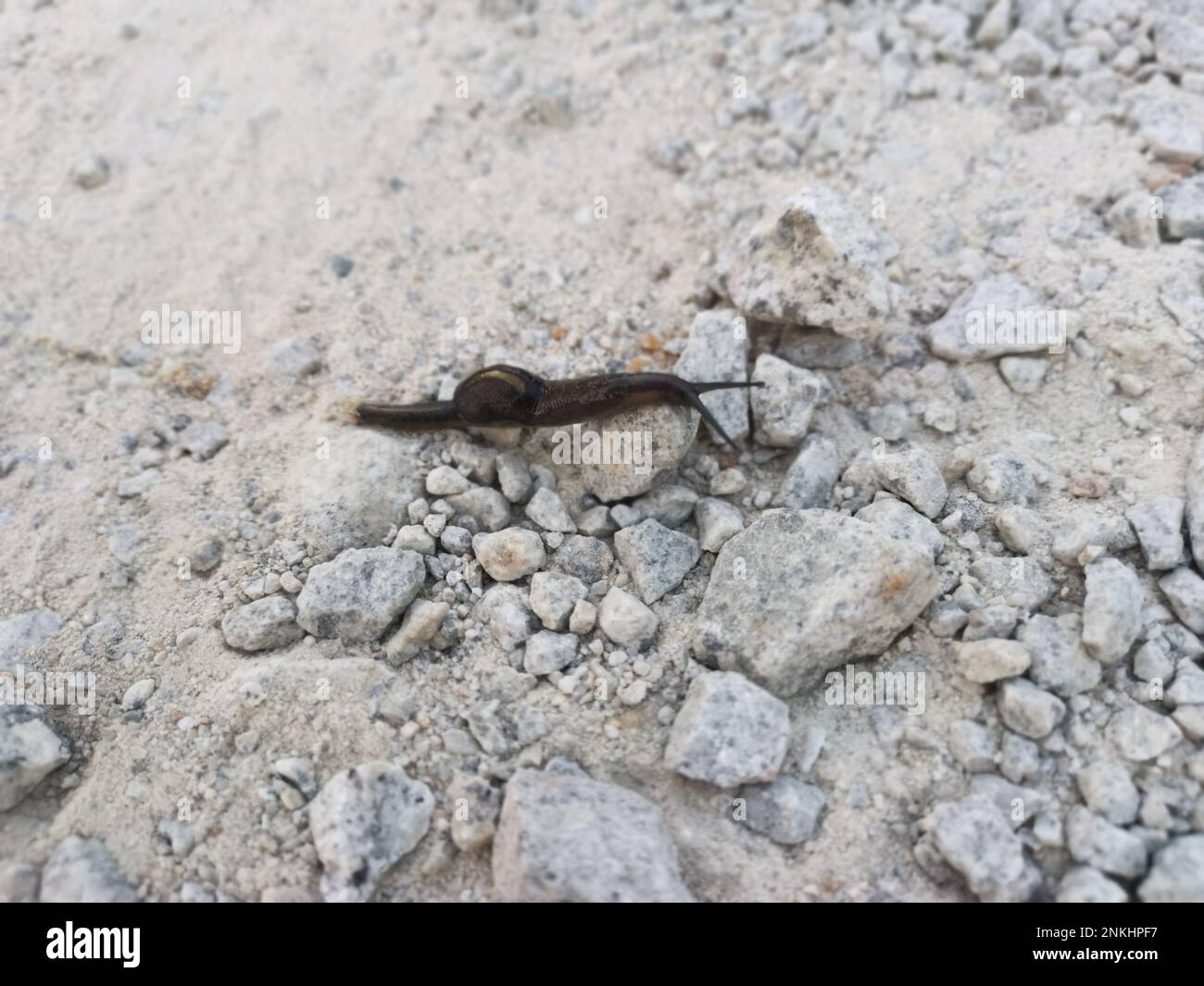 deroceras leave slug crawling on the stony ground Stock Photo