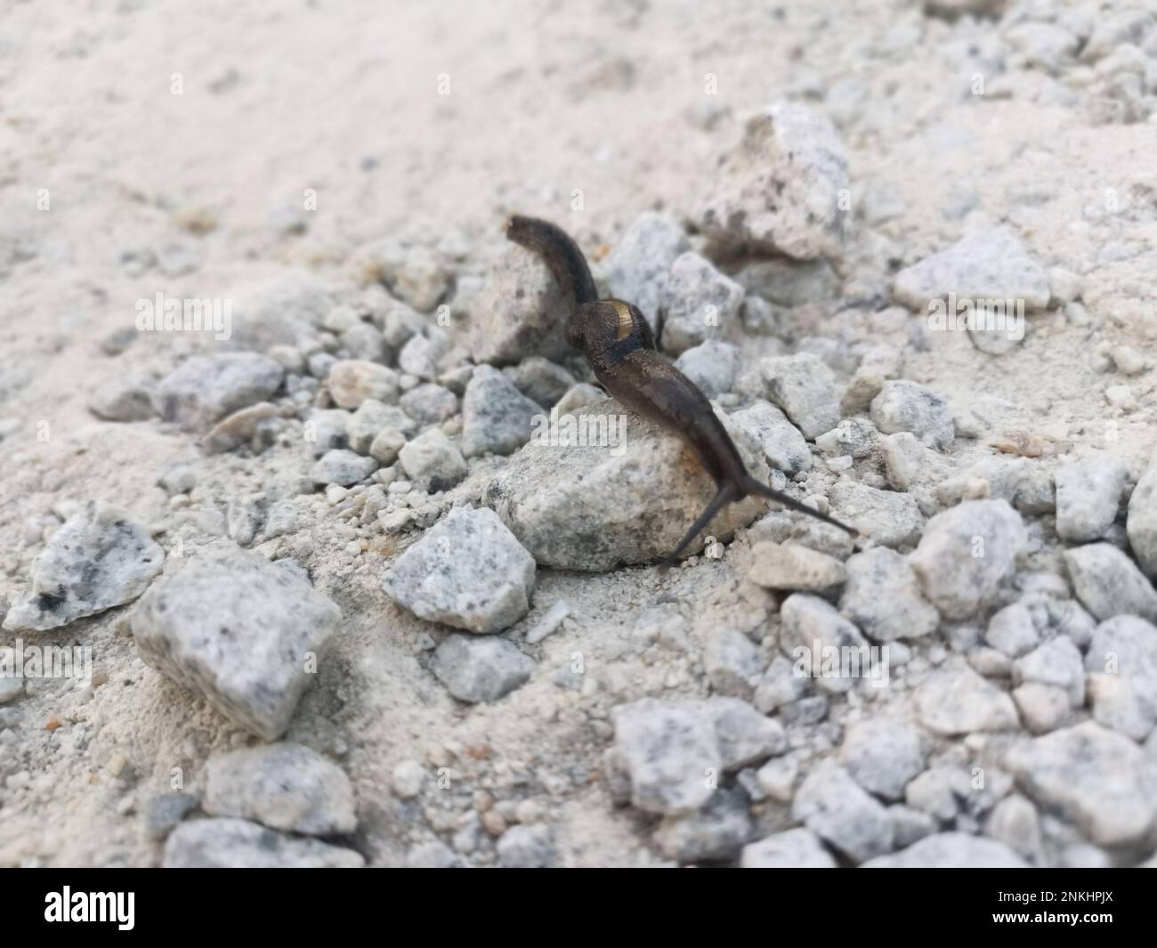 Caruana's slug (Deroceras caruanae / invadens: Agriolimacidae). One on the  right is following the slime trail of the other, UK Stock Photo - Alamy