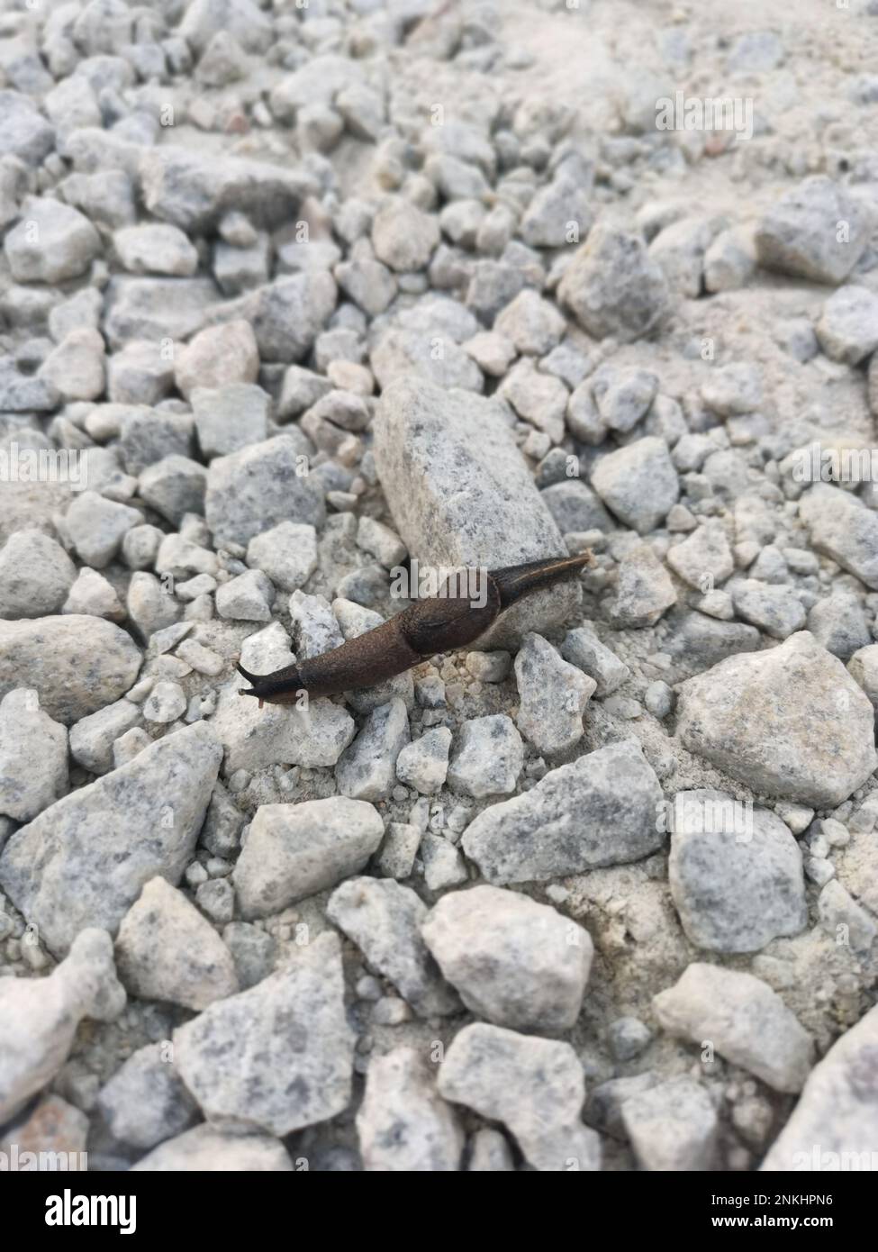 deroceras leave slug crawling on the stony ground Stock Photo