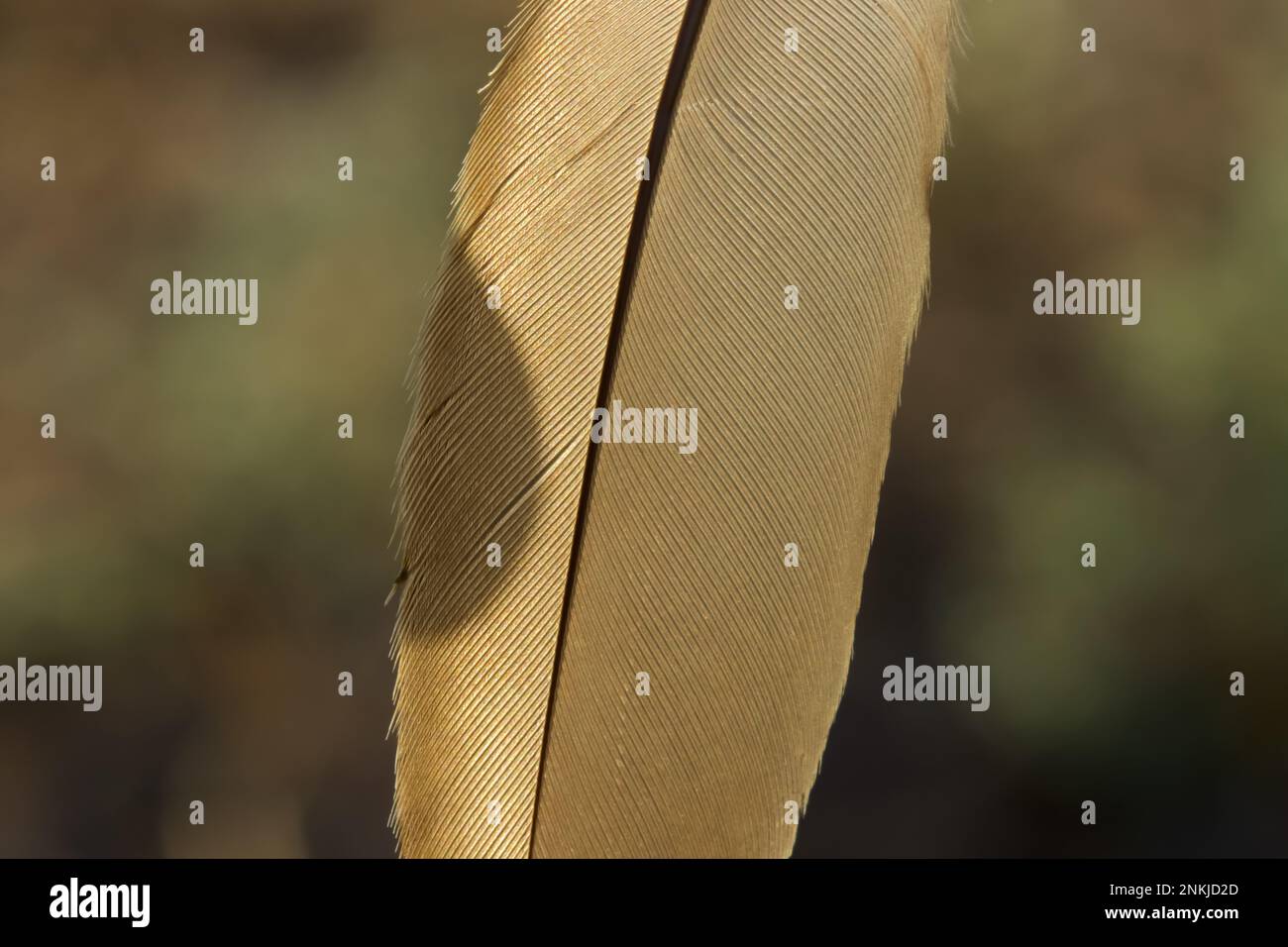 Closeup details of Brown feather with backlight. Stock Photo