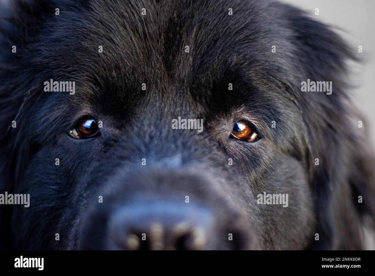 Real life Dog Portraits Stock Photo Alamy