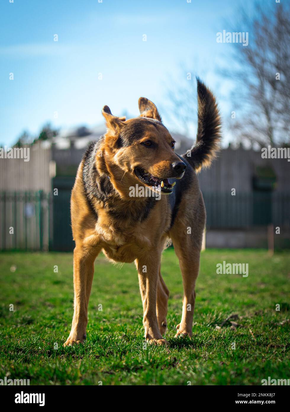 Real life Dog Portraits Stock Photo Alamy