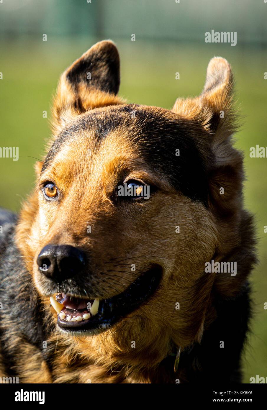Real life Dog Portraits Stock Photo Alamy