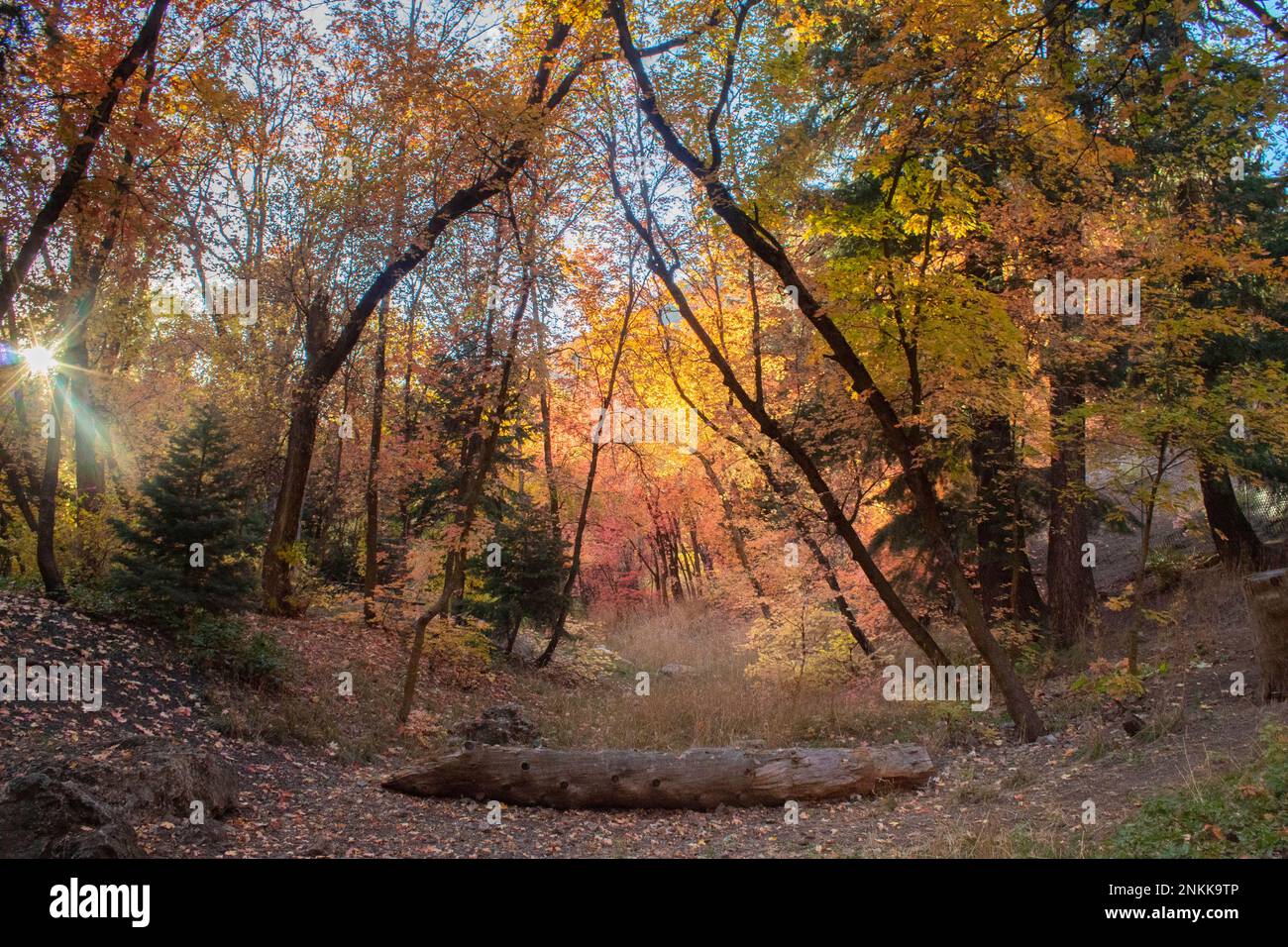 The Colors of Fall In The Canyons Of Utah Stock Photo - Alamy