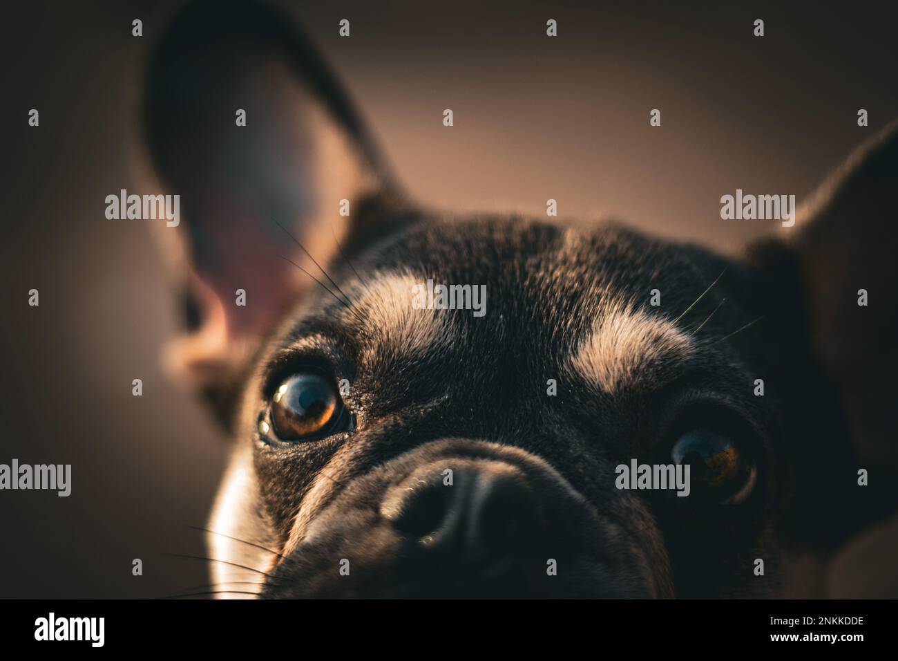 Real life Dog Portraits Stock Photo Alamy
