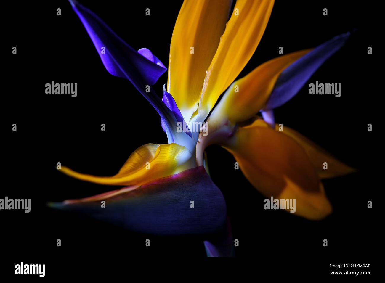 A close-up abstract angle of a beautiful vibrant blue and orange Bird of Paradise -Sterlitzia reginae- flower isolated on a black background Stock Photo